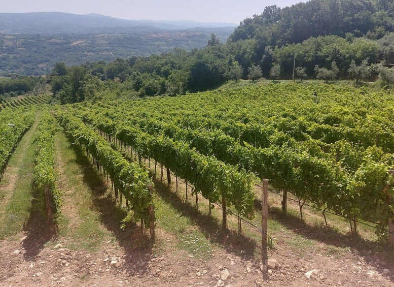 Picture 5 for Activity From Salerno: Irpinia Wine Tour Half-Day Trip