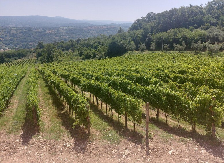 Picture 5 for Activity From Salerno: Irpinia Wine Tour Half-Day Trip