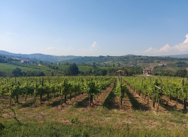 Fra Salerno: Irpinia Wine Tour halvdagstur