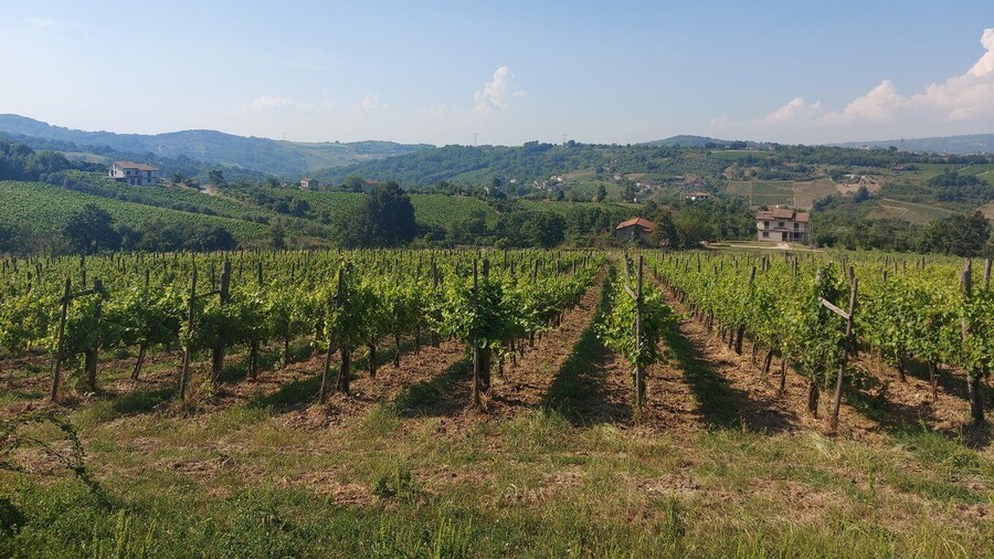 From Salerno: Irpinia Wine Tour Half-Day Trip