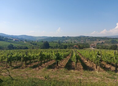 Da Salerno: Tour dei vini dell'Irpinia di mezza giornata