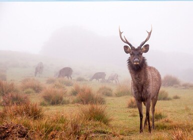 Fra Ella: Horton Plains Trekking og besøk på tefabrikk