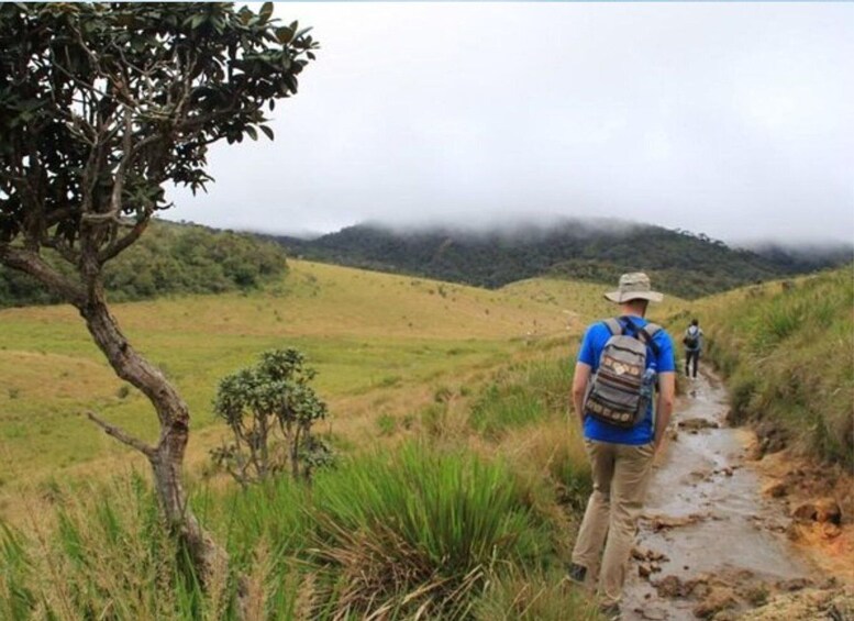 Picture 2 for Activity From Ella: Horton Plains Trekking & Tea Factory Visit