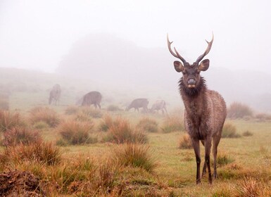 Desde Ella: Senderismo por Horton Plains y Visita a la Fábrica de Té