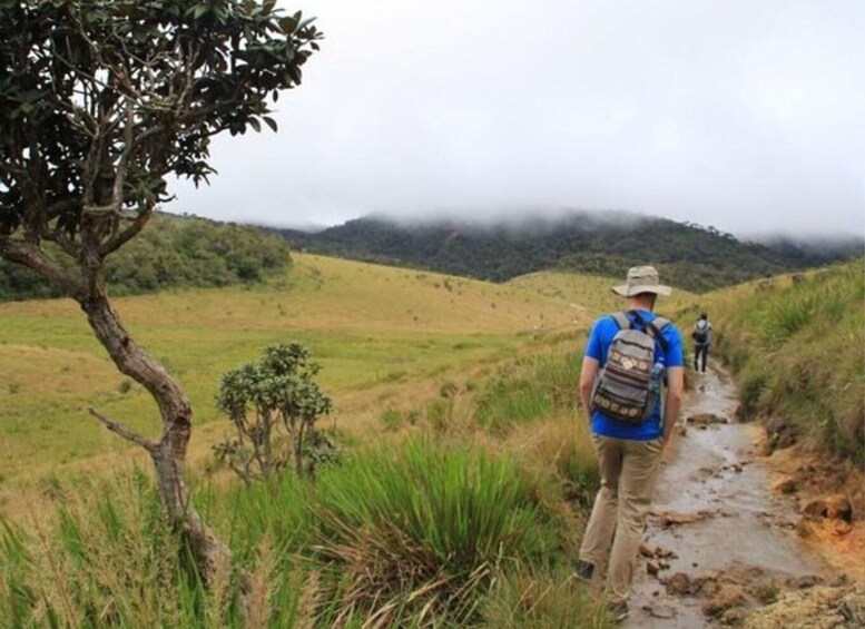 Picture 2 for Activity From Ella: Horton Plains Trekking & Tea Factory Visit