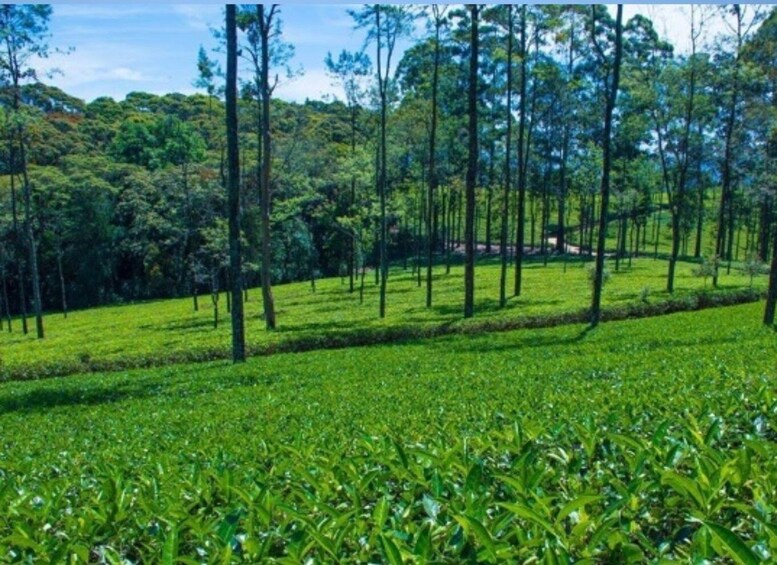 Picture 1 for Activity From Ella: Horton Plains Trekking & Tea Factory Visit