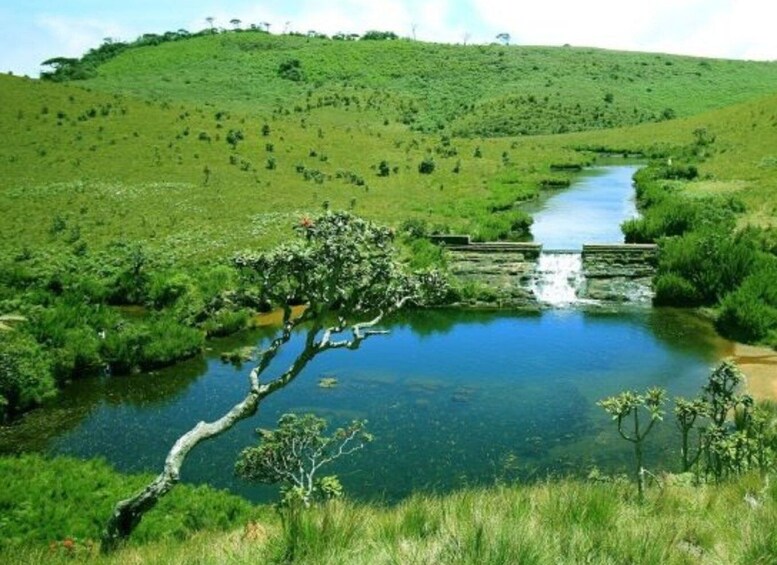 Picture 4 for Activity From Ella: Horton Plains Trekking & Tea Factory Visit