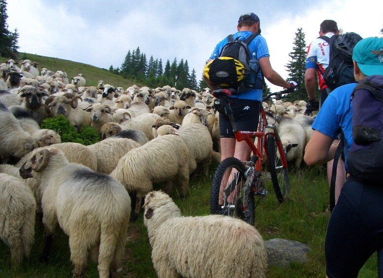 Picture 2 for Activity Sibiu: Guided Highlights E-bike Tour