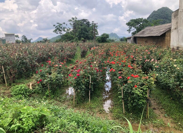 Picture 6 for Activity Ha Giang loop 3 or 4 days with easy riders