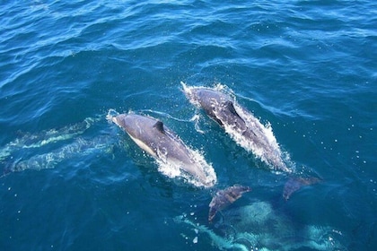 Dolphin Watching in Kalpitiya