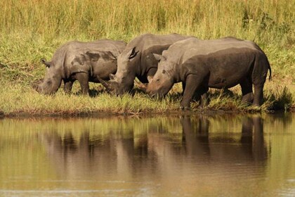 2 Day Hluhluwe Imfolo & Isimangaliso W/Park Tour from Durban