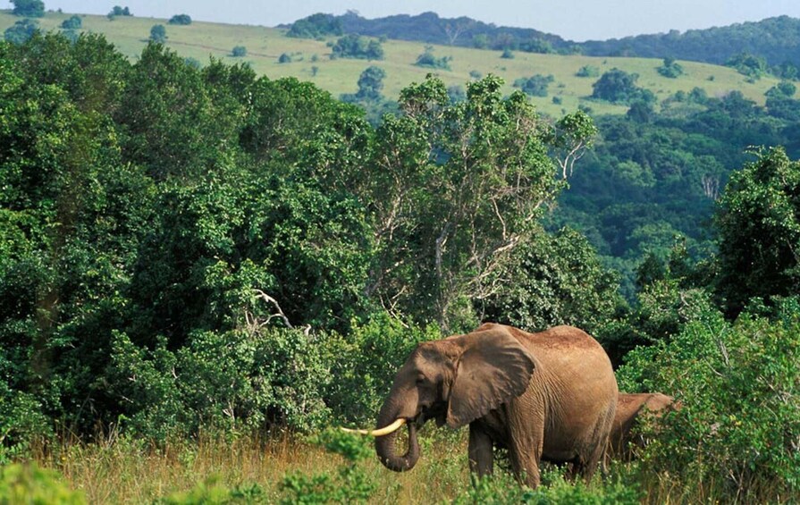 Picture 2 for Activity 2 Day Hluhluwe Imfolo & Isimangaliso W/Park Tour from Durban