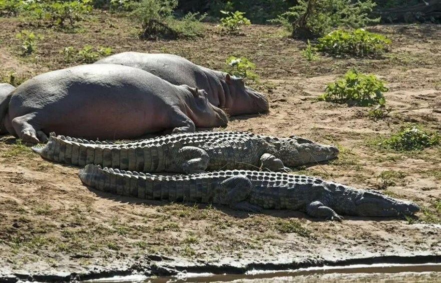 Picture 6 for Activity 2 Day Hluhluwe Imfolo & Isimangaliso W/Park Tour from Durban