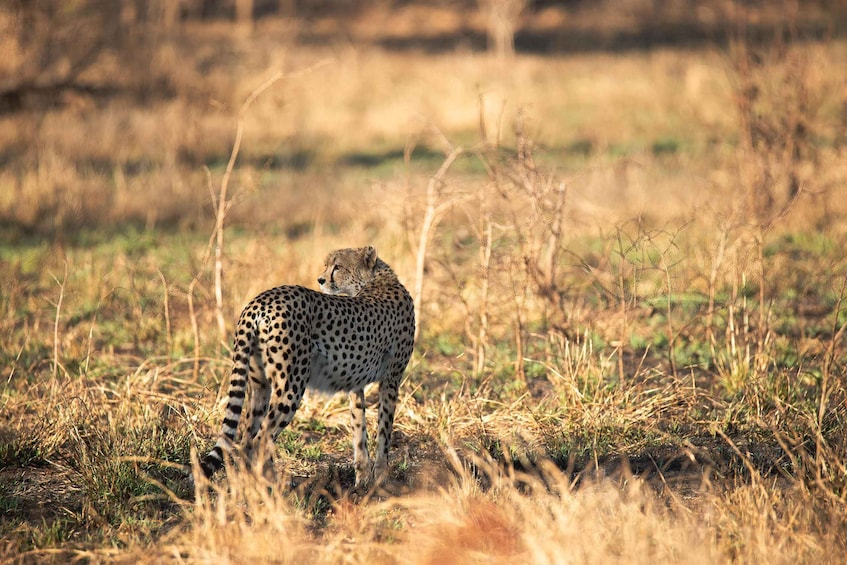 Picture 15 for Activity From Hoedspruit: Kruger National Park Full-Day Safari