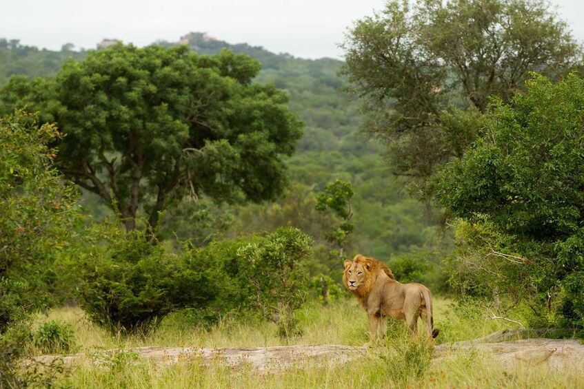 Picture 4 for Activity From Hoedspruit: Kruger National Park Full-Day Safari