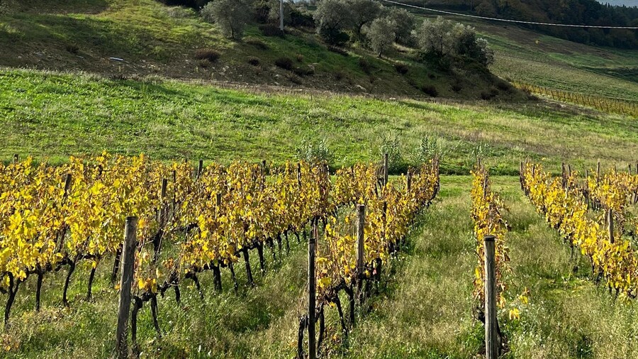 Picture 4 for Activity Florence or Bologna: 3 Cellar Tours in Chianti with Lunch