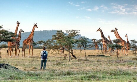 Arusha National Park Day Tour with All-Inclusive