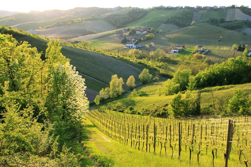 Picture 3 for Activity From Alba/Turin: Langhe Wine Day Trip with Tastings & Lunch