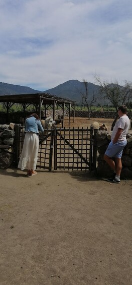 Picture 22 for Activity Organic wine route traditional chilean lunch and Valparaiso