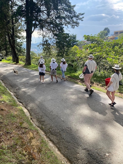 Picture 14 for Activity Medellín Coffee Farm Tour with Trolley and Cable Car Ride
