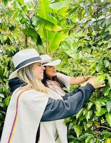 Medellín Coffee Farm Tour with Trolley and Cable Car Ride