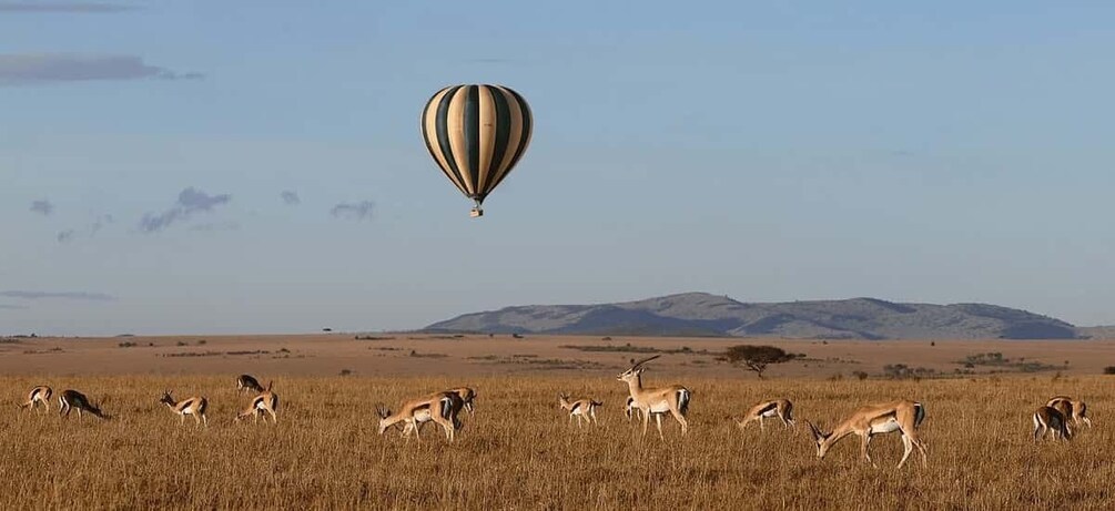 Picture 2 for Activity 4 Days lake Nakuru and Masai mara 4x4 Jeep private safari.