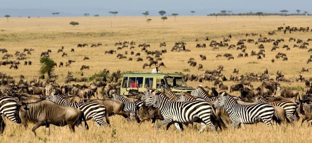 Picture 7 for Activity 4 Days lake Nakuru and Masai mara 4x4 Jeep private safari.