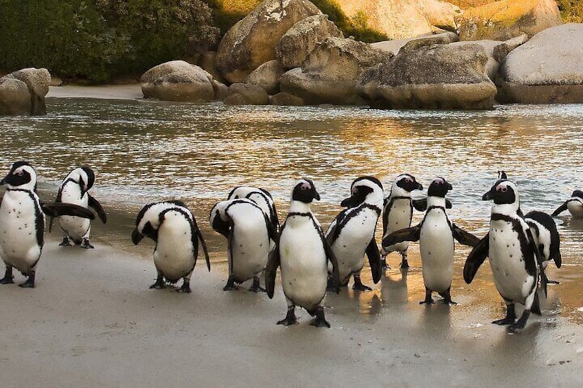 get to closer to the African penguin on our guided private tour to the cape