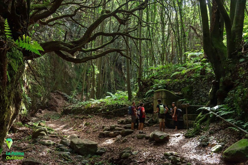 Picture 1 for Activity La Palma: Zarza Archaeological Park Guided Trek