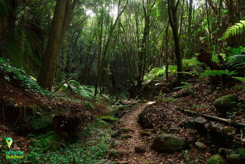 Picture 3 for Activity La Palma: Zarza Archaeological Park Guided Trek