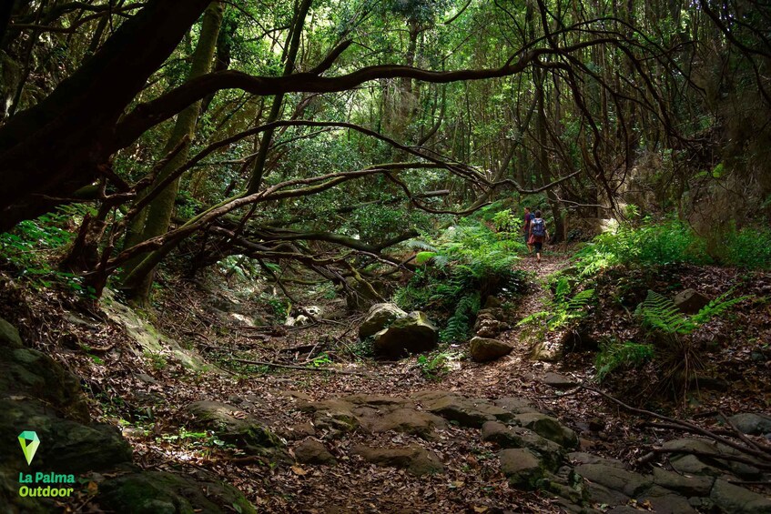 Picture 2 for Activity La Palma: Zarza Archaeological Park Guided Trek