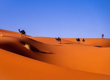 Private Morocco tours from casablanca 12 days Desert Tours