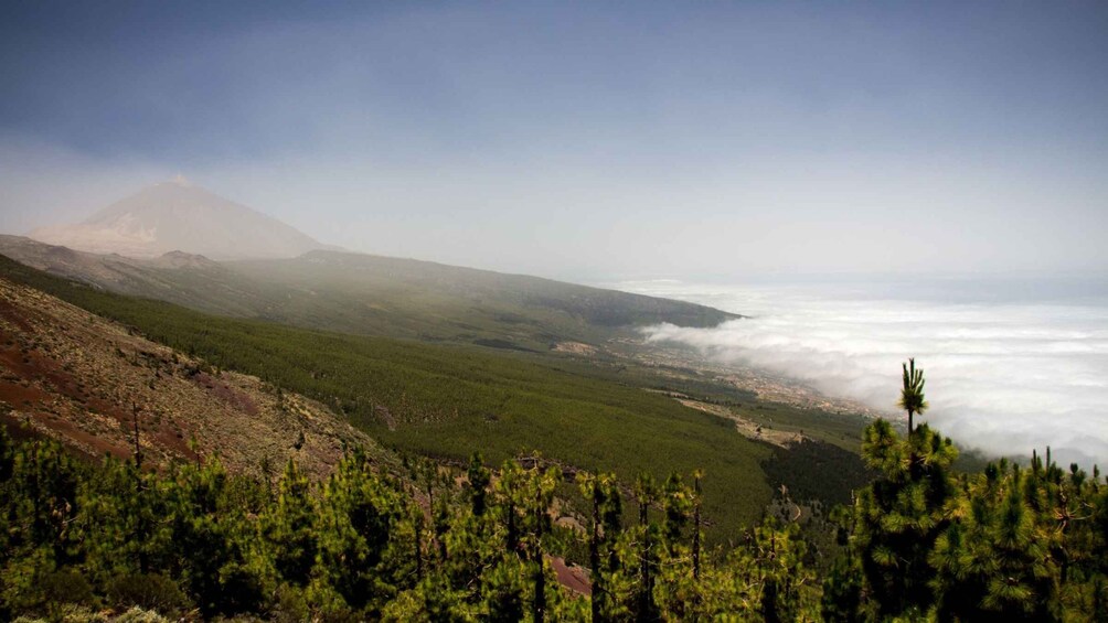 Picture 4 for Activity Tenerife: Teide National Park and Dolphins Sailboat Tour