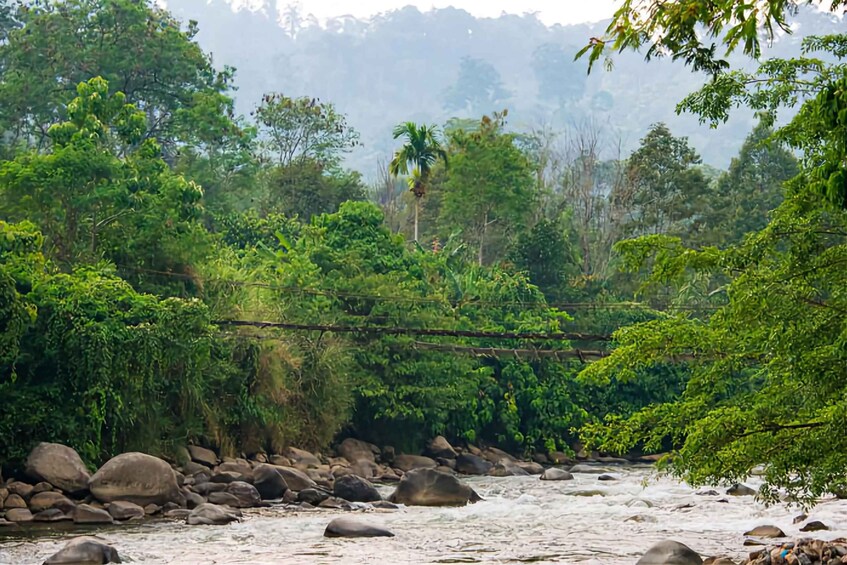 Picture 2 for Activity From Medan: Mount Leuser National Park Full-Day Trip