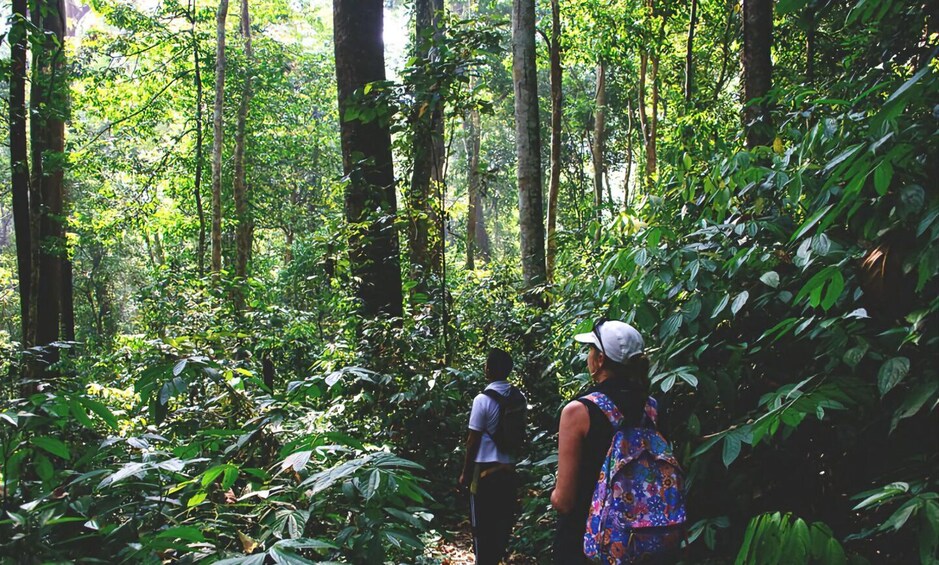 Picture 1 for Activity From Medan: Mount Leuser National Park Full-Day Trip