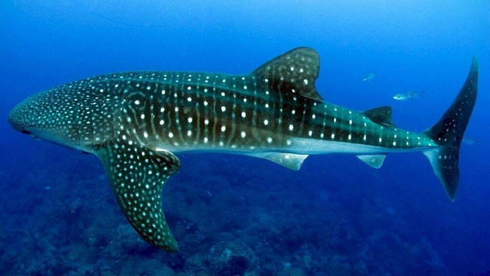 Picture 1 for Activity Cebu: Whalesharks, Sumilon Sandbar & Marine Sanctuary Tour