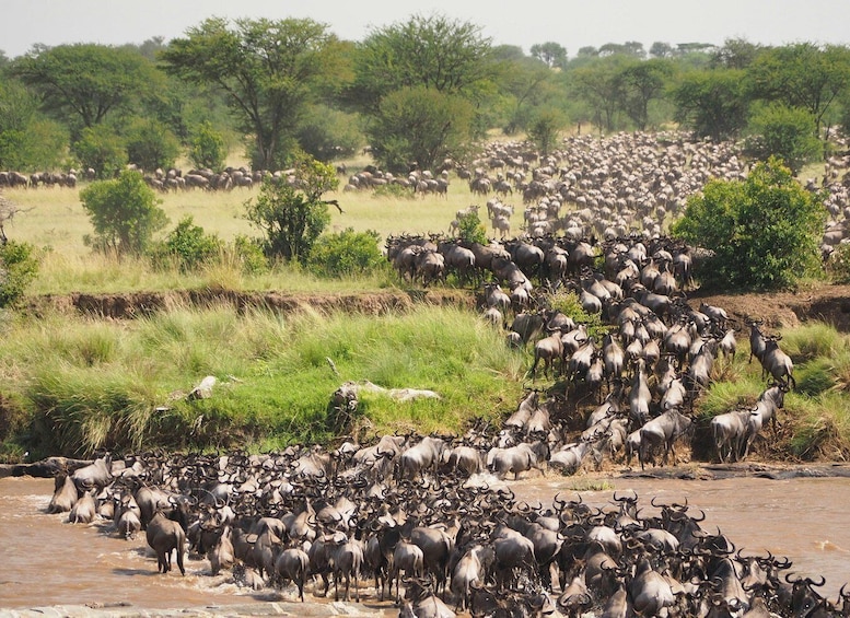 Picture 18 for Activity 5 Day lake manyara, Serengeti and Ngorongoro Crater