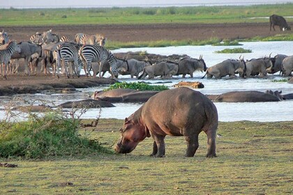 5 Tage Lake Manyara, Serengeti und Ngorongoro-Krater