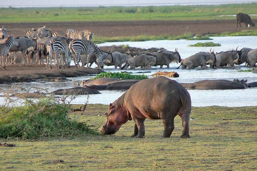 5 Day lake manyara, Serengeti and Ngorongoro Crater