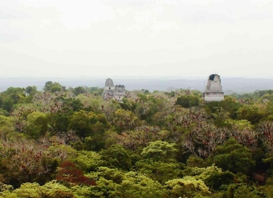 From Flores: Tikal Sunset Tour