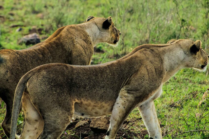 Picture 3 for Activity Nairobi: National Park, Baby Elephant & Giraffe Centre Tour