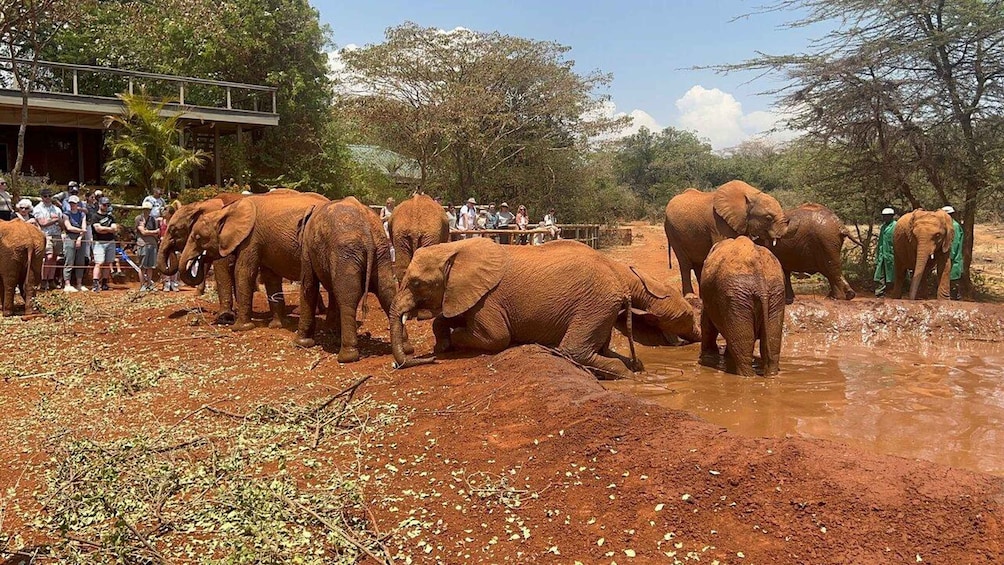 Picture 10 for Activity Nairobi: National Park, Baby Elephant & Giraffe Centre Tour