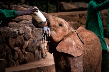 Nairobi: Tour Nationaal Park, babyolifant en giraffencentrum