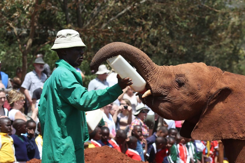 Picture 1 for Activity Nairobi: National Park, Baby Elephant & Giraffe Centre Tour