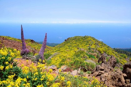 拉帕爾馬島：健行遊覽到 El Roque de los Muchachos