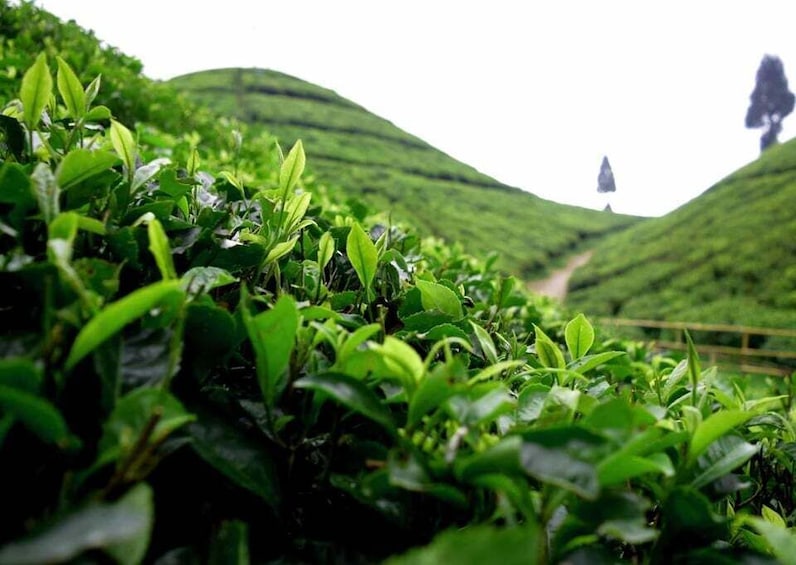 Picture 4 for Activity Best of Darjeeling (Guided Halfday Sightseeing Tour by Car)