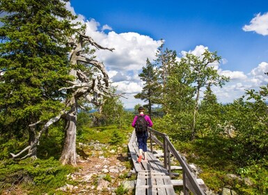 Rovaniemi: Korouoman kanjonin ja vesiputousten retki grillauksen kanssa