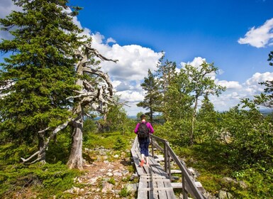 Rovaniemi : Canyon et chutes d'eau de Korouoma excursion avec BBQ