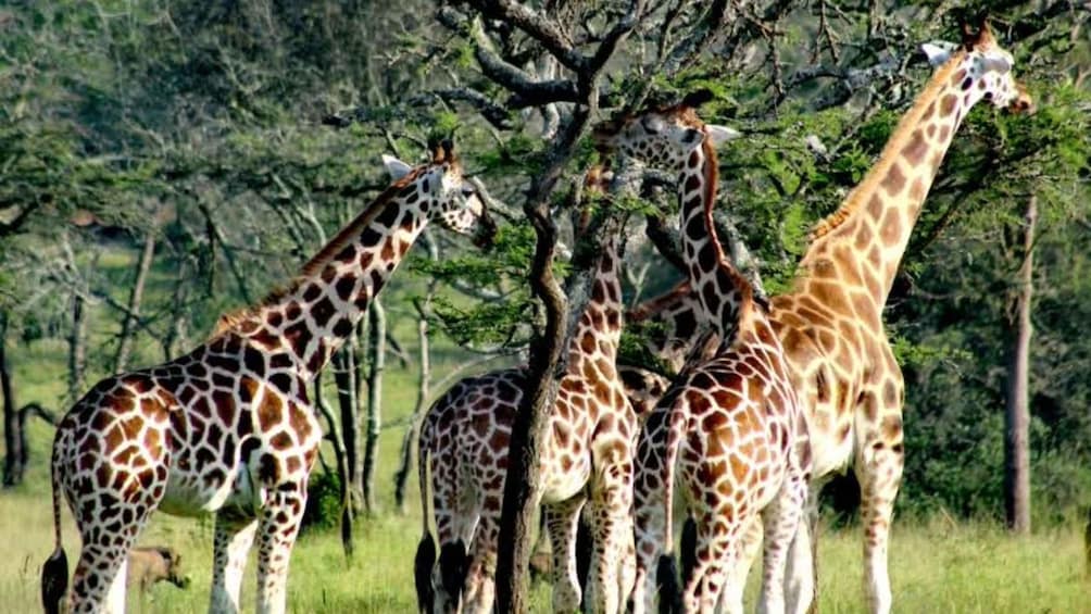 Picture 7 for Activity Uganda: 5 Day Kidepo Valley National Park