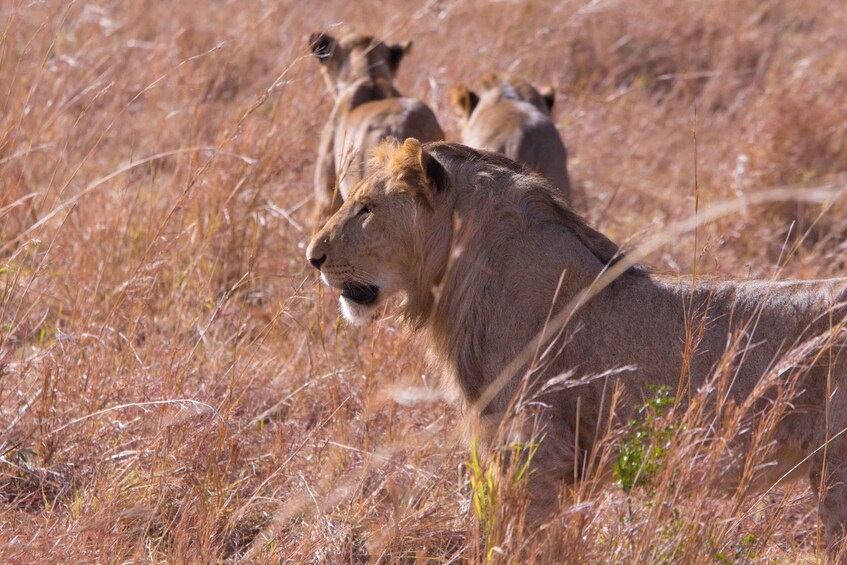 Picture 1 for Activity Uganda: 5 Day Kidepo Valley National Park